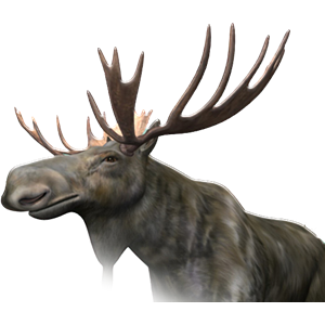 Moose, elk PNG-66251